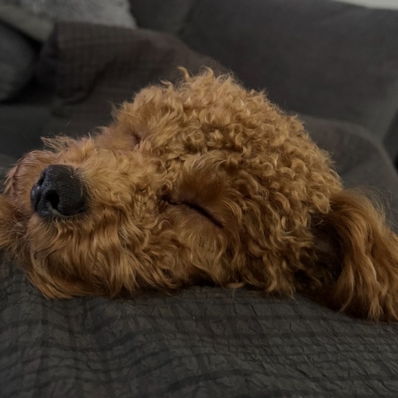 Meet your Posher - Picture 8 of 8